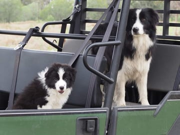 Available Soon Pedigree ANKC Border Collie Pups avail May