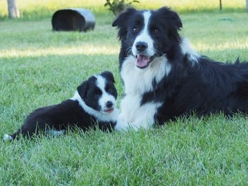Available Now Pedigree ANKC Border Collie Pups avail May 17 May Available Now Pedigree ANKC Border Collie Pups avail May 17 May