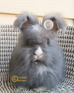 Available Now Purebred English Angora baby rabbits bunnies Available Now Purebred English Angora baby rabbits bunnies