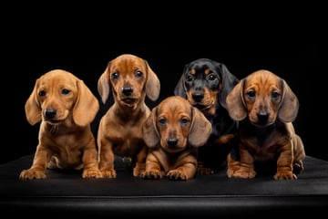 Beautiful Langtally miniature dachshund puppies Available Now Miniature dachshund puppy