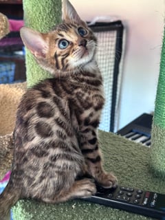 Available Now Brown Spotted Boy Available