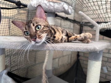 Available Soon 2 year old bengal female