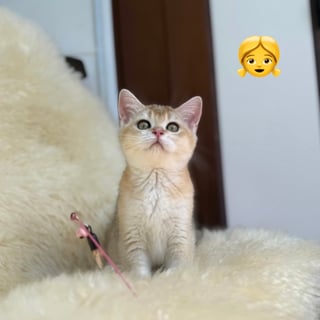 Available Now Golden Shaded - British Shorthair kittens