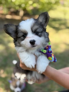 Available Now Pembroke Corgi TRI  color female 
