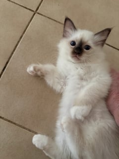 Available Soon Birman Seal Point Male Kitten
