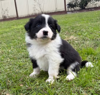 Cody Male Available Now Border Collie Puppies