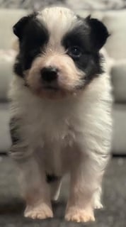 Boy2 Available Now Border Collie Puppies
