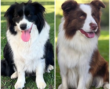 Available Soon Border Collie Puppies