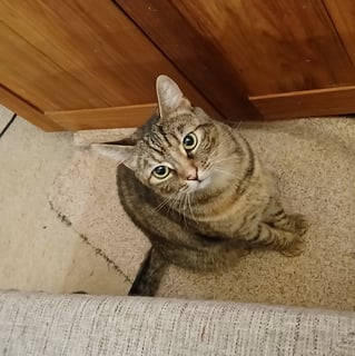 For Adoption Scoot - Norty Torty