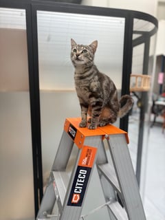 For Adoption Steffi - Chatty Little Catty