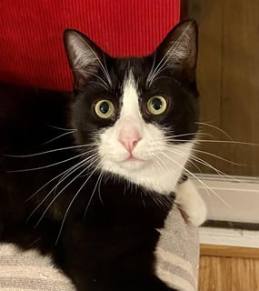 For Adoption Kazan - Biggest Loving Kitty