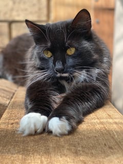 For Adoption Monika - Black Diamond