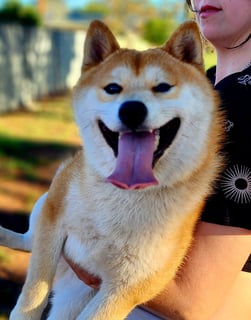 Available Now PEDIGREE MALE SHIBA INU Available Now PEDIGREE MALE SHIBA INU