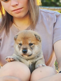 Available Now PEDIGREE SHIBA INU PUPPIES Available Now PEDIGREE SHIBA INU PUPPIES