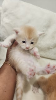 Available Now Maine Coon Kittens Available 5 boys and 1 girl Available Now Maine Coon Kittens Available 5 boys and 1 girl