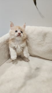 Available Now Maine Coon Kittens Available.