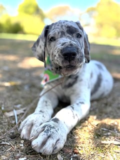 Available Now Great Dane Pup male, registered breeder - European Bloodlines Available Now Great Dane Pup male, registered breeder - European Bloodlines