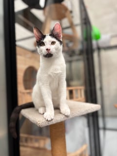 For Adoption Scary Spice - Playful Purrer