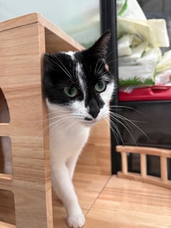 For Adoption Sheba Queen -Total Lap Cat 