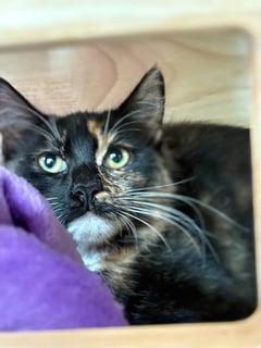 For Adoption Betty Torrens - Regal and Loving