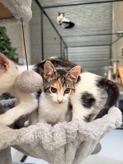 For Adoption Baby Spice - Tiny Size, Big Heart