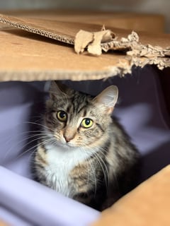 For Adoption Anke - Fluffy Tabby Love 