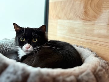 For Adoption Claudia - Delicate Tuxedo