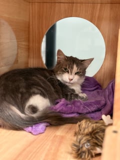 For Adoption Mary Mary - Loving and Loyal 