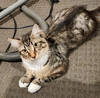 For Adoption Romeo - Quirky Chatty Fella 