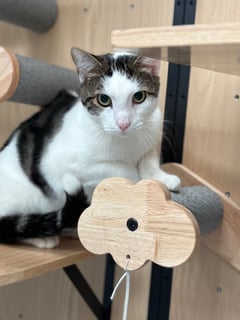 For Adoption Mr Meowgi - Gentle Giant