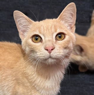 For Adoption Cricket's Prophecy - Loving and Devoted 