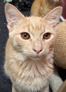 For Adoption Clay's Prophecy - Slightly Cheeky Boy