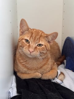 For Adoption Cliff's Prophecy - Gentle Lover