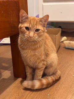 For Adoption Sunny' Prophecy - Deeply Sweet Girl 