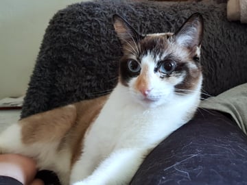 Lilly Available Now Rare Snowshoe Cats - Bonded Pair