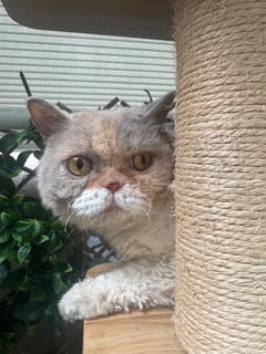 For Adoption Selkirk Rex Desexed Females (4 x Adults) 