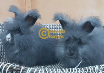Available Now Purebred English Angora baby rabbits bunnies rare colours Available Now Purebred English Angora baby rabbits bunnies rare colours