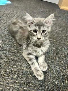 Available Now Maine coon kittens
