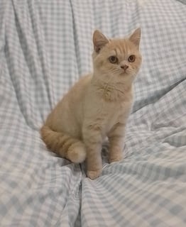 Available Now British Shorthair & Longhair Kittens