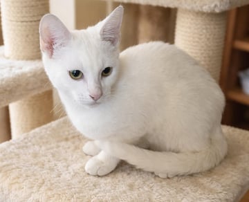 For Adoption Marshmallow available for adoption