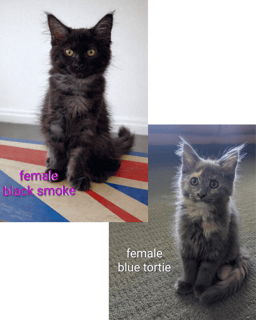 Available Now Maine Coon kittens available 