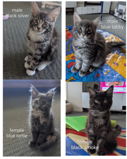 Available Now Maine Coon kittens available 