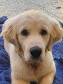 Available Now Macey - female Golden Retriever