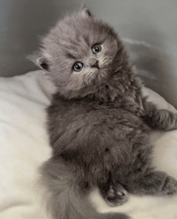 Available Now British Shorthair Kitten