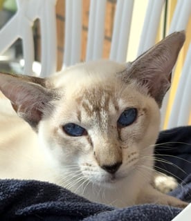 For Adoption Siamese 1.5yo ‘Sirocco’ 
