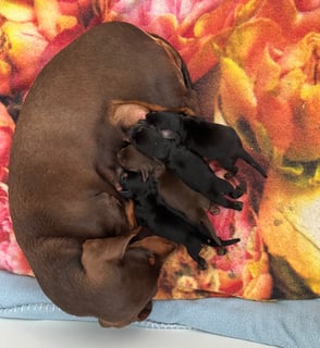 For Adoption Miniature Dachshund 