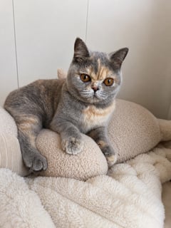 Available Now Female Blue Cream British Shorthair Available Now Female Blue Cream British Shorthair