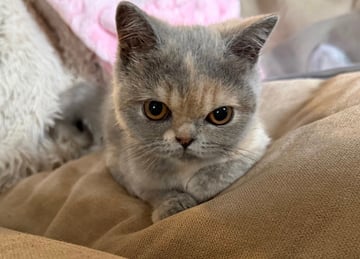 Available Now Female Blue Cream British Shorthair