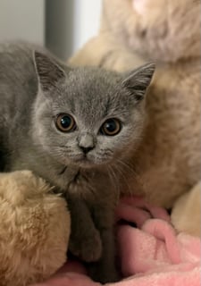 Available Now Female Solid Blue British Shorthair Kittens