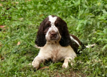 Available Now 12 WEEK OLD ENGLISH SPRINGER SPANIEL PUPPIES - SUPREME CHAMPION PARENTS!